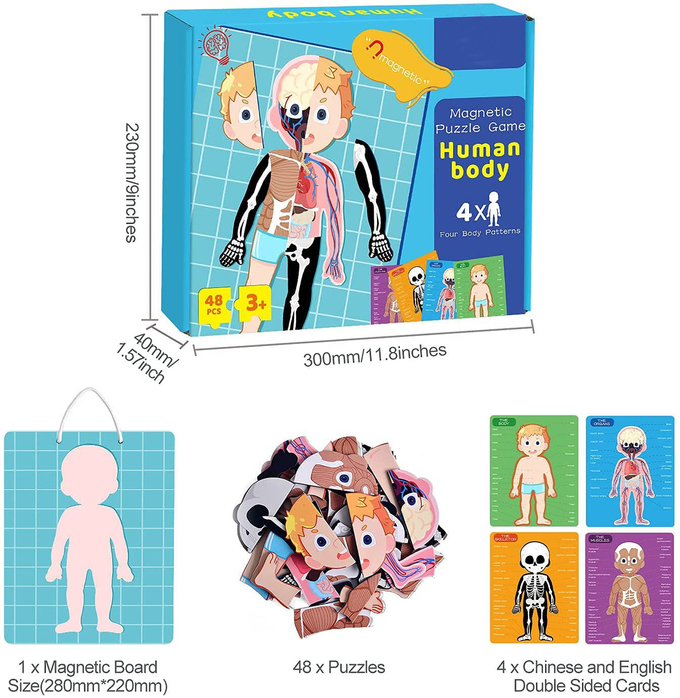 48pcs การศึกษา แม็กเนติกร่างกายมนุษย์ จิกซอว์ ปริศนาของเล่นสําหรับเด็กเล็ก 3 ปี 0